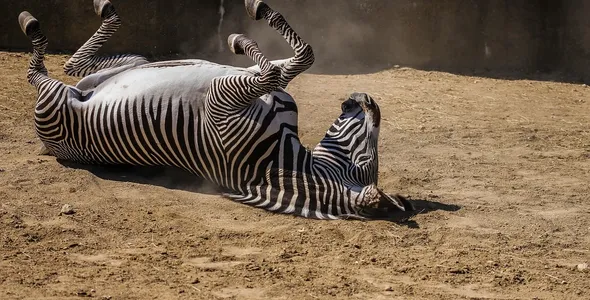 big